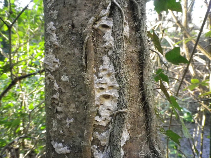 Polyporacea da identificare 1